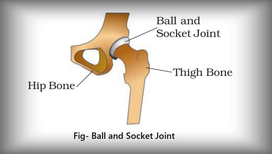 <p>synovial joint in shoulders and hips that allows the most movement</p>