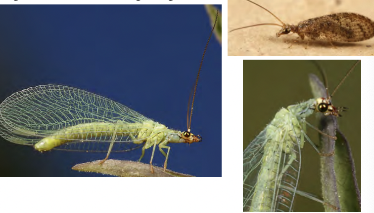 <p>Lacewings</p><ul><li><p>holometabolous</p></li><li><p>Morpho</p><ul><li><p>sucking haustelle mouthparts</p></li><li><p>no ocelli</p></li><li><p>long wings for at edges</p></li></ul></li><li><p>pinned or alc</p></li></ul><p></p>