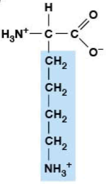 <p>Polar, Charged (Hydrophobic)</p>