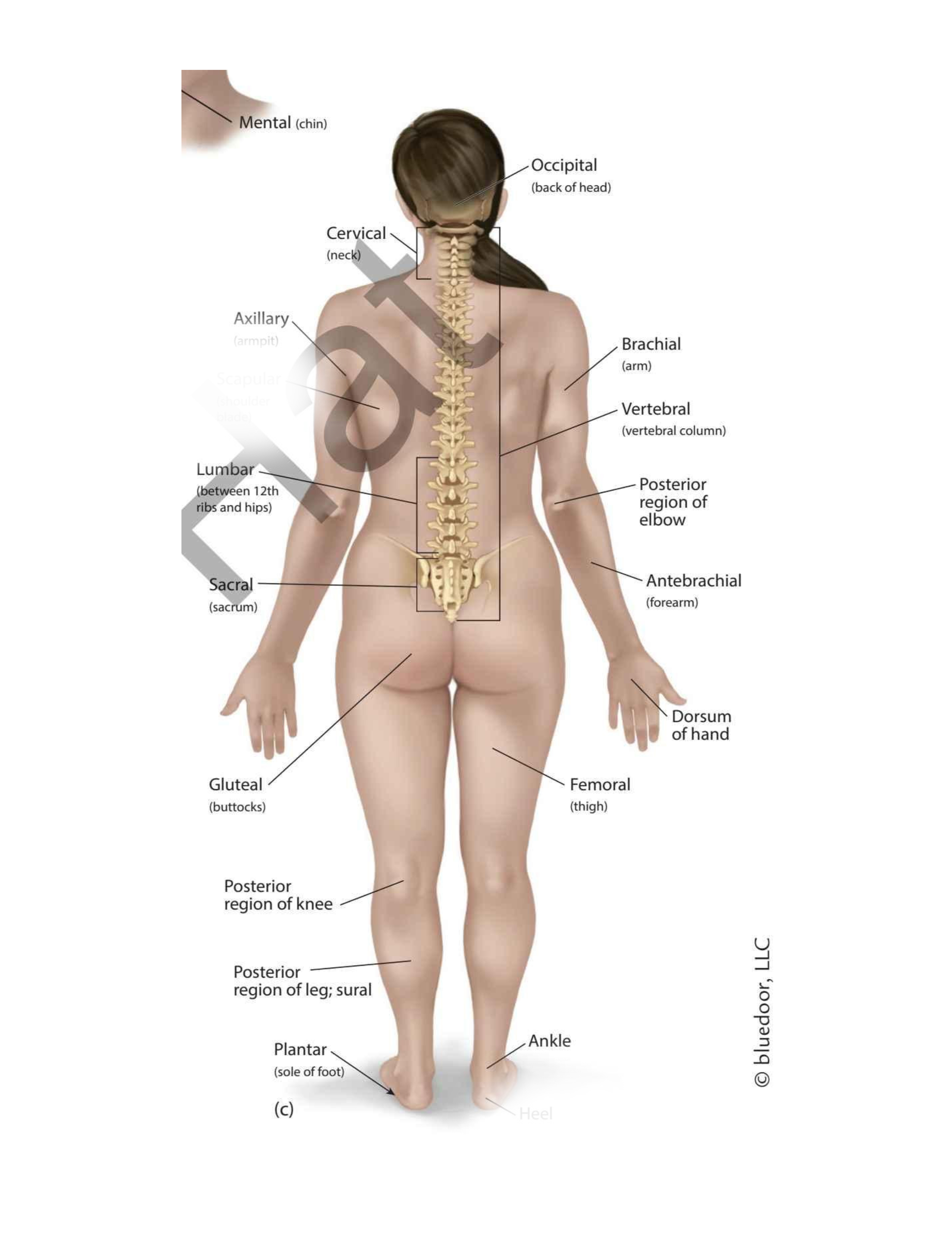 <p>(shoulder blades)</p>