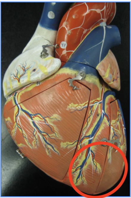<p>point of the heart</p>