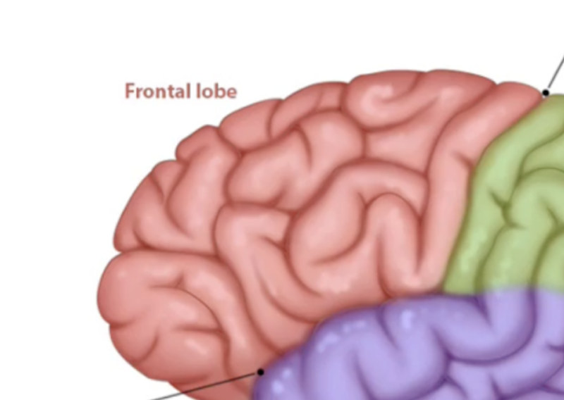 <p>Frontal Lobe</p>
