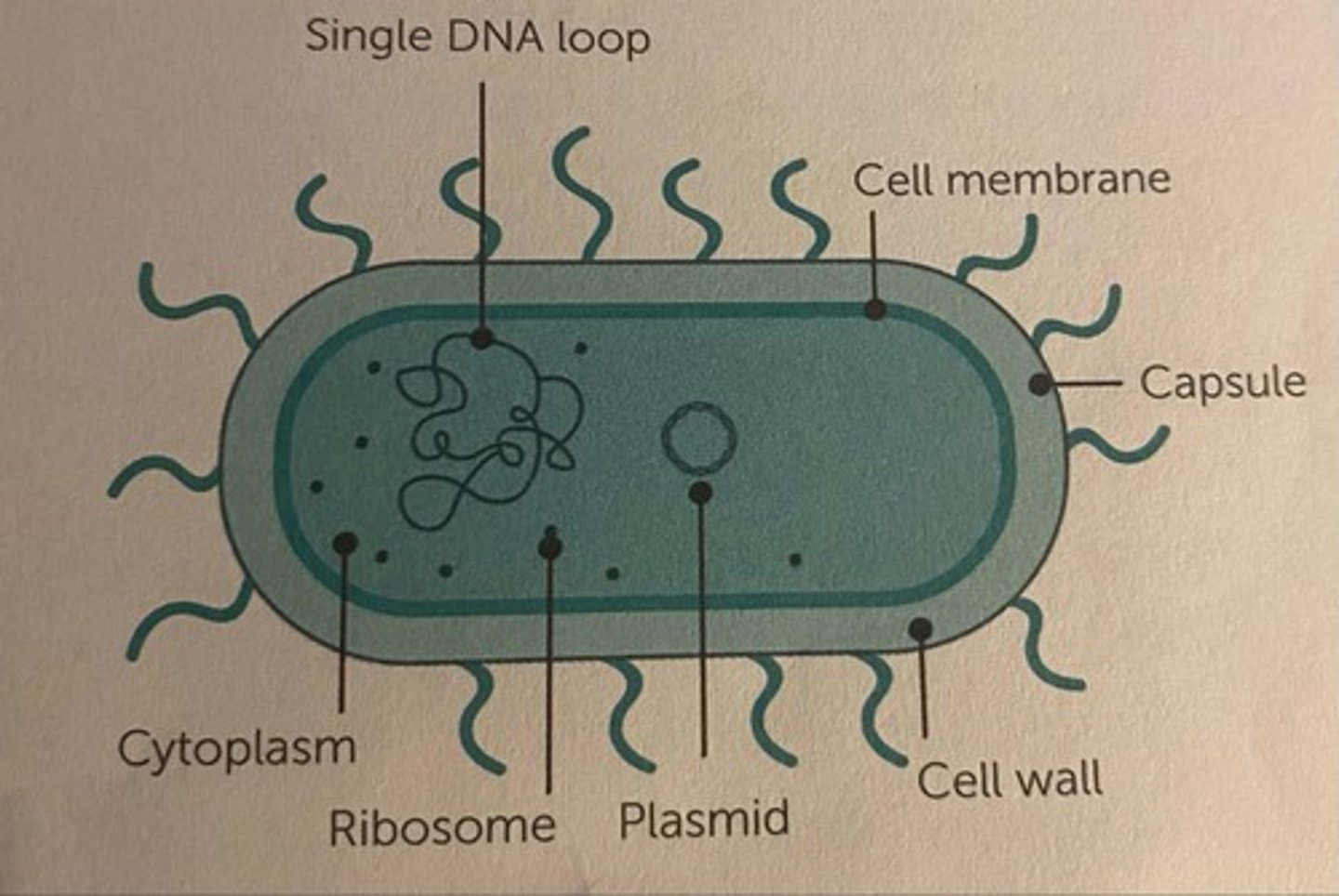 <p>- organisms that do not have a nucleus or organelles (bacteria)</p>