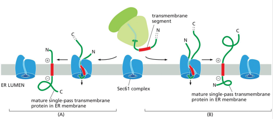 <p>*Not shown – SRP recognition and escort to ER membrane</p><p><strong>Pre-Insertion (Not Shown in Diagram)</strong></p><ul><li><p><strong>Signal Recognition Particle (SRP)</strong> binds the internal hydrophobic transmembrane segment (signal-anchor).</p></li><li><p>SRP escorts the ribosome–nascent chain complex to the <strong>SRP receptor</strong> on the ER membrane.</p></li><li><p>The ribosome docks onto the <strong>Sec61 translocon</strong>.</p></li></ul><p><strong>Pathway B: N-terminus in ER lumen, C-terminus in cytosol (N-terminal signal sequence)</strong></p><ol><li><p><strong>Translation begins</strong> in the cytosol.</p></li><li><p>The <strong>internal signal-anchor sequence</strong> emerges and is recognized by SRP.</p></li><li><p>The ribosome docks at Sec61; the signal-anchor is inserted <strong>laterally into the membrane</strong>.</p></li><li><p>The <strong>N-terminal portion</strong> of the protein is translocated into the <strong>ER lumen</strong>.</p></li><li><p>The <strong>C-terminal portion</strong> remains in the <strong>cytosol</strong>.</p></li><li><p>Final orientation:</p><ul><li><p><strong>N-terminus</strong> → ER lumen</p></li><li><p><strong>C-terminus</strong> → cytosol</p></li><li><p><strong>Transmembrane segment</strong> → embedded in membrane</p></li></ul></li></ol><p><strong>Pathway A: N-terminus in cytosol, C-terminus in ER lumen (internal transmembrane segment)</strong></p><ol><li><p>Translation starts in the cytosol.</p></li><li><p>The internal signal-anchor is recognized and inserted into Sec61.</p></li><li><p>The <strong>N-terminal portion</strong> stays in the <strong>cytosol</strong>.</p></li><li><p>The <strong>C-terminal portion</strong> is translocated into the <strong>ER lumen</strong>.</p></li><li><p>Final orientation:</p><ul><li><p><strong>N-terminus</strong> → cytosol</p></li><li><p><strong>C-terminus</strong> → ER lumen</p></li><li><p><strong>Transmembrane segment</strong> → embedded in membrane</p></li></ul></li></ol><p><span data-name="magnet" data-type="emoji">🧲</span> Orientation Rule of Thumb</p><ul><li><p><strong>Positively charged residues</strong> flanking the transmembrane segment tend to stay <strong>cytosolic</strong>, due to attraction to <strong>negatively charged phospholipid heads</strong>.</p></li><li><p>This electrostatic bias helps determine <strong>which end stays cytosolic</strong>, but the full orientation mechanism is still under investigation.</p></li></ul><p></p>