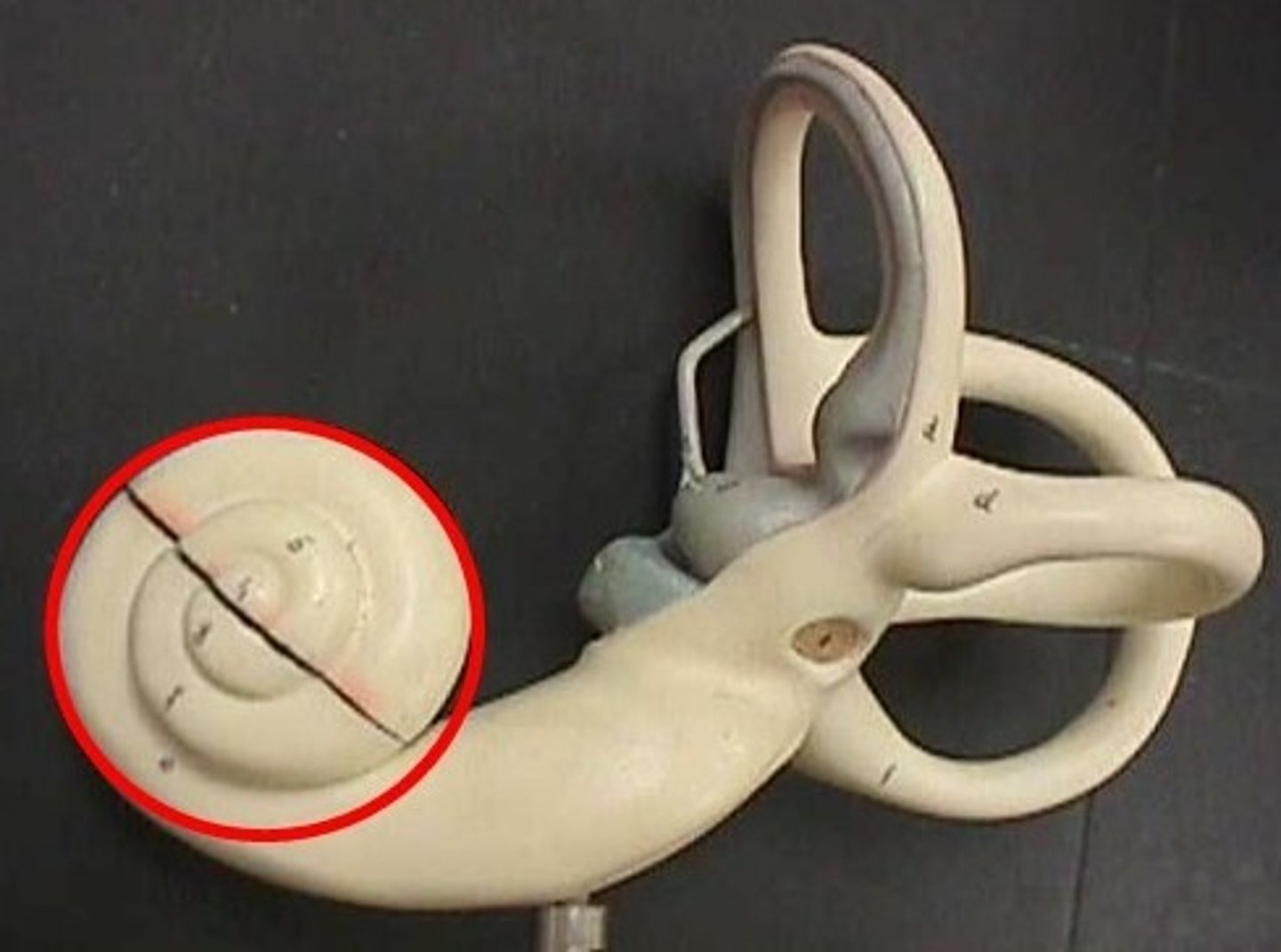 <p>shell-shaped part of bony labyrinth beginning at vestibule and spirals; contains canals for blood vessels and cochlear nerve branches; spits into scala vestibuli, scala tympani, and cochlear duct; ends at round window</p>