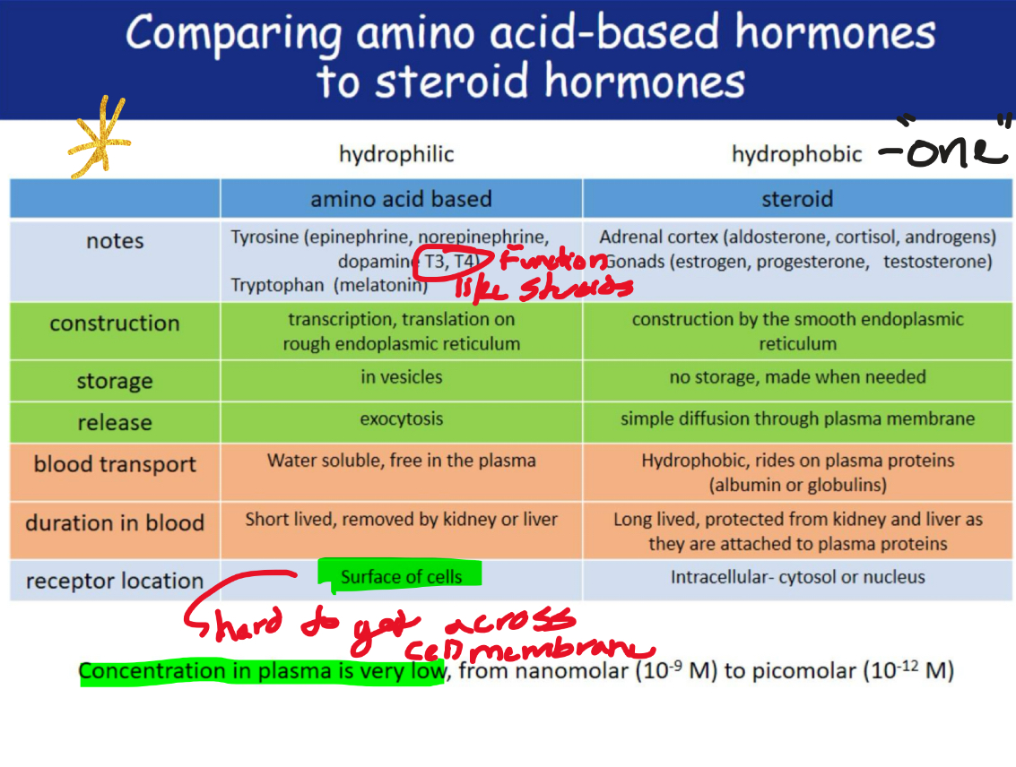 <p>Amino-Acid- based hormones (hydrophillic)</p><ul><li><p>amino acid derivatives, peptides, and proteins</p></li></ul><p>Steroids (hydrophobic)</p><ul><li><p>Synthesized from cholesterol</p></li></ul><p></p>