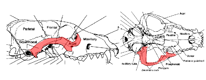 <p>what is the highlighted bone</p>