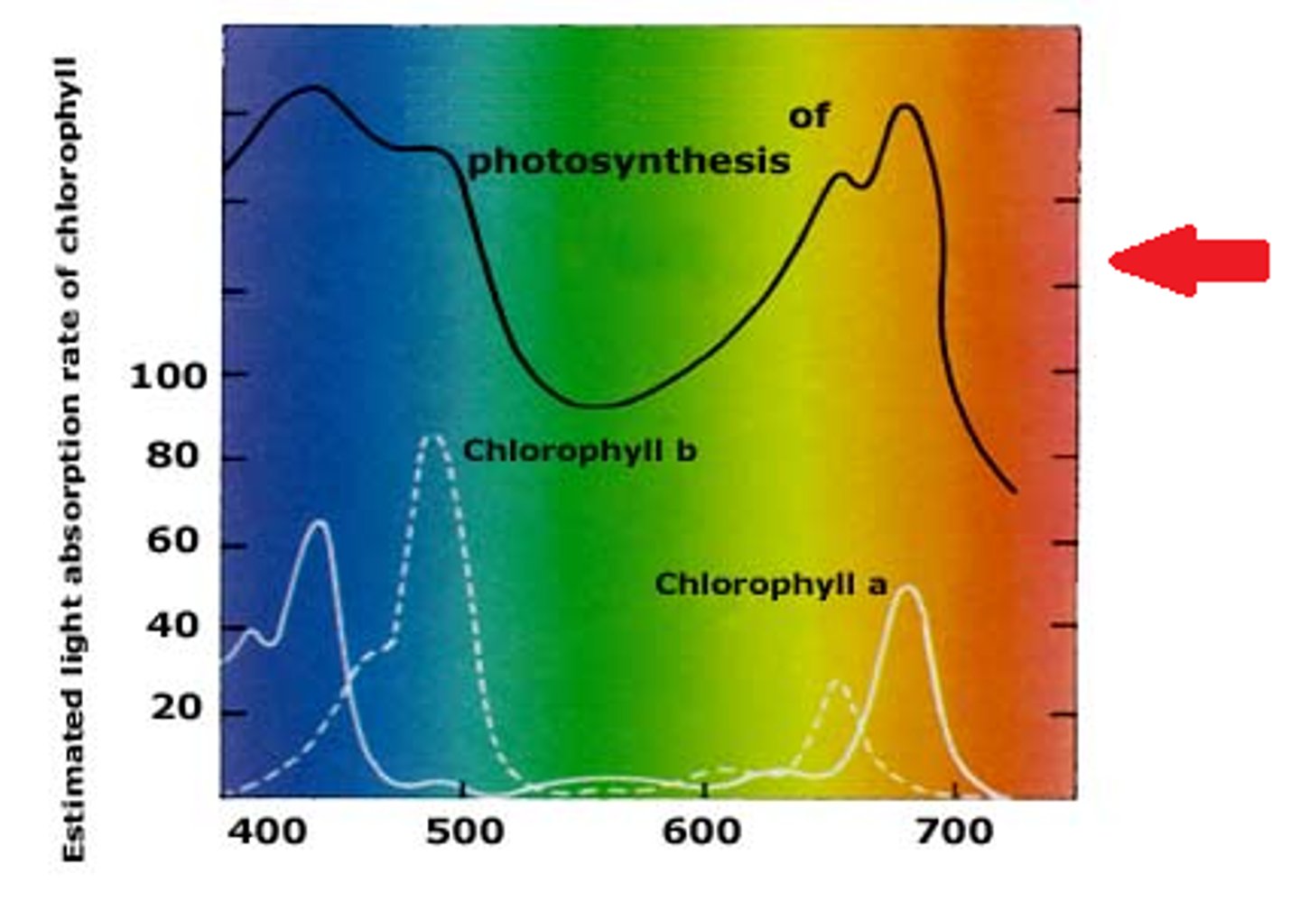 <p>shows how various light wave length drive photosynthesis</p>