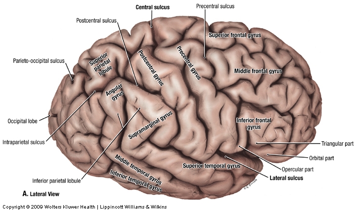 <p>Separates <strong>precentral gyrus</strong> of frontal lobe and <strong>postcentral gyrus</strong> of parietal lobe</p>