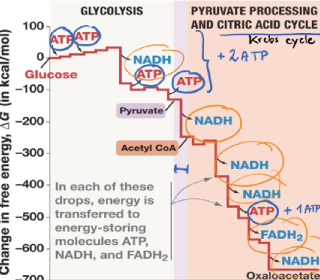 <p>in each drop, energy is transferred to energy-storing molecules NAD+ and FAD, which later become oxidized again in electron transport chain</p><ul><li><p>energy gained from oxidation reaction used to make ATP</p></li></ul><p></p>