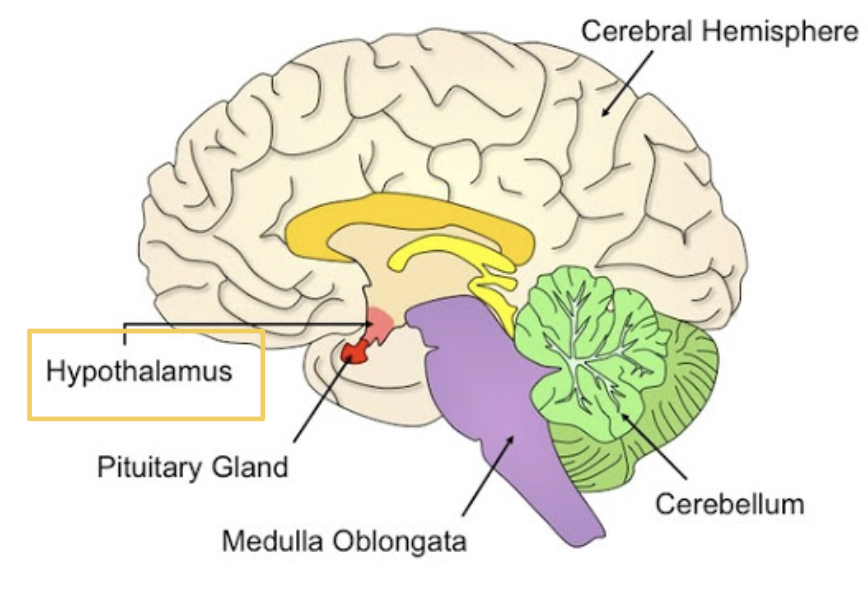 <p><span style="background-color: transparent;"><span>Responsible for controlling emotions and motivated behaviours and regulates homeostasis</span></span></p>