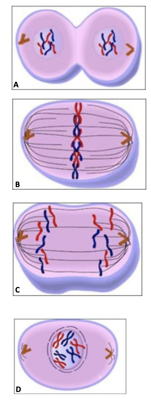 <p><strong>Which of the following images shows the prophase of mitosis?</strong></p>