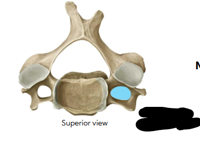 <p>Name the pathway </p>