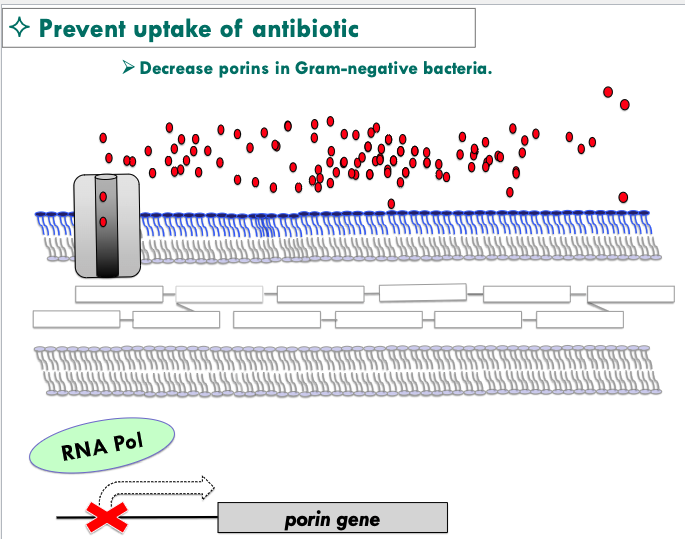 <p>mutation in RNA polymerase that transcribes porin genes</p>