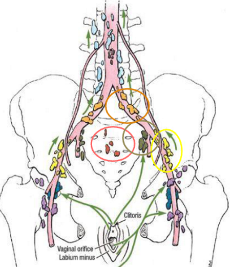 <p>what are the pelvic lymph nodes?</p>