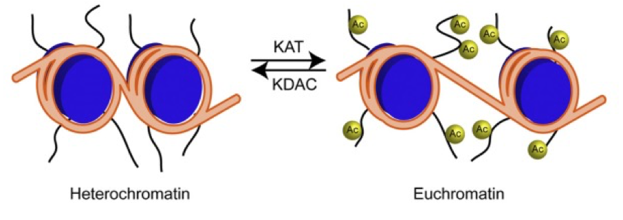 <ul><li><p>activates/deactivates proteins </p></li><li><p>adition of acetyl to lys by histone/lysine acetyltransferase (HAT/KAT) </p></li><li><p><span>•acetylation of histones promotes transcription by reducing chromosomal condensation</span></p></li><li><p><span>•</span></p><p><span>•Removal – histone/lysine <strong>deacetylases</strong>(HDAC/KDAC)</span></p></li></ul><p></p>