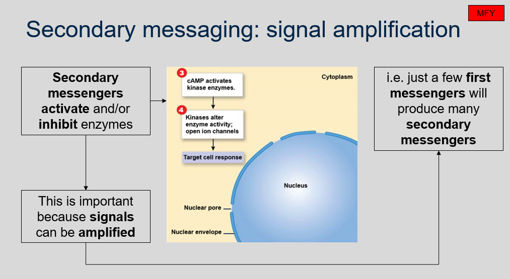 <p>Secondary messengers are important in cellular signaling pathways because they can activate or inhibit enzymes, allowing for the amplification of signals. Even just a few primary messengers can trigger the production of multiple secondary messengers, which can then activate downstream enzymes and result in significant cellular responses. This amplification of signals is important for efficient and effective cellular signaling.</p>