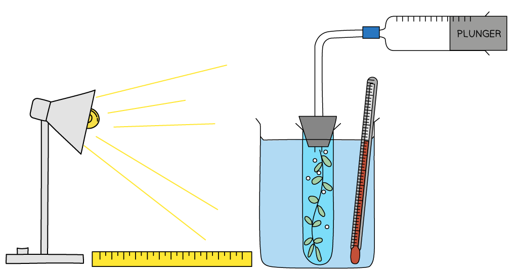 <p>The equipment shown in the image can be used to investigate the effect of light intensity on the rate of photosynthesis.</p>