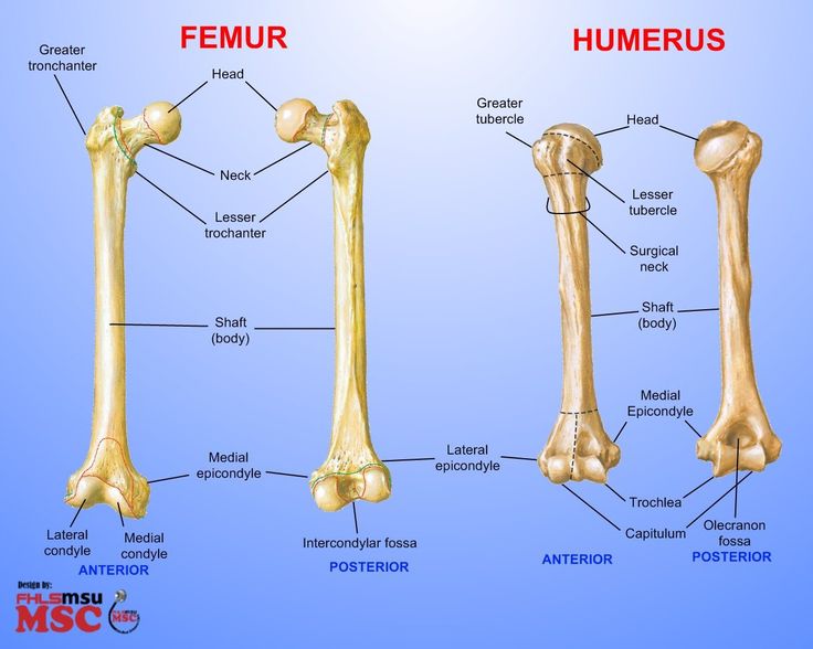 <p>acetabula=fossa of the femur</p><p>parts:</p><ul><li><p>head</p></li><li><p>neck</p></li><li><p>greater + lesser trochanter</p><ul><li><p>greater=first bump</p></li><li><p>lesser = weird second bump</p></li><li><p>POSTERIOR</p></li></ul></li><li><p>lateral condyle (anterior)</p></li><li><p>medial condyle (anterior)</p></li></ul>