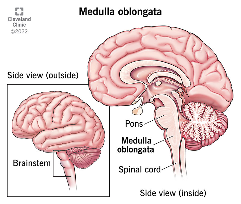 <p>c. Medulla oblongata</p><div data-type="horizontalRule"><hr></div><p>Pons varolii in Metencephalon also controls respiration, but Medulla oblongata is the primary respiratory center.</p>