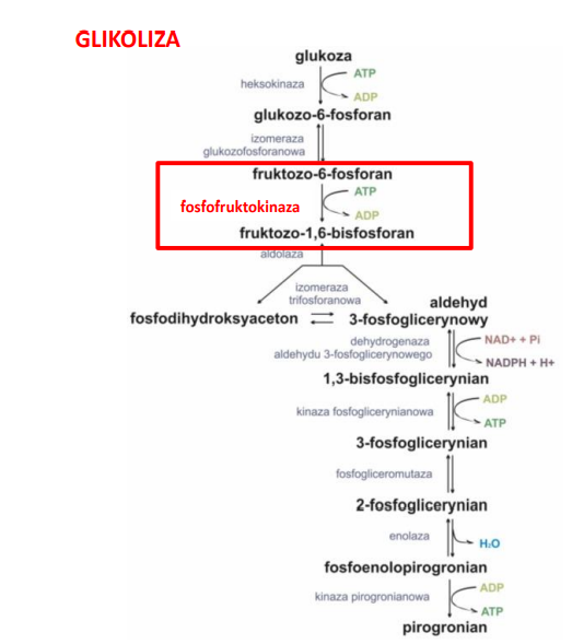<p>reakcja przemiany fruktozo-6-fosforanu w fruktozo-1,6-bisfosforan przy udziale <em>fosfofruktokinazy </em></p><p>hamują ją duże stężenia ATP i cytrynianu </p><p>brak aktywności ten enzymu powoduje kumulowanie się glukozo-6-fosforanu co hamuje <em>heksokinazę </em></p><p></p>