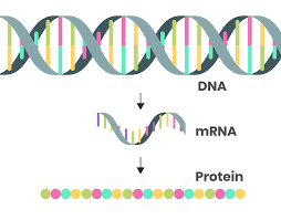 <p>DNA→RNA→Protein</p>