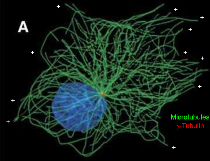 <p>Plus ends go towards the end of the cells, minus ends are towards the inner part of the cell, particularly the centrosomes and the nucleus.</p>