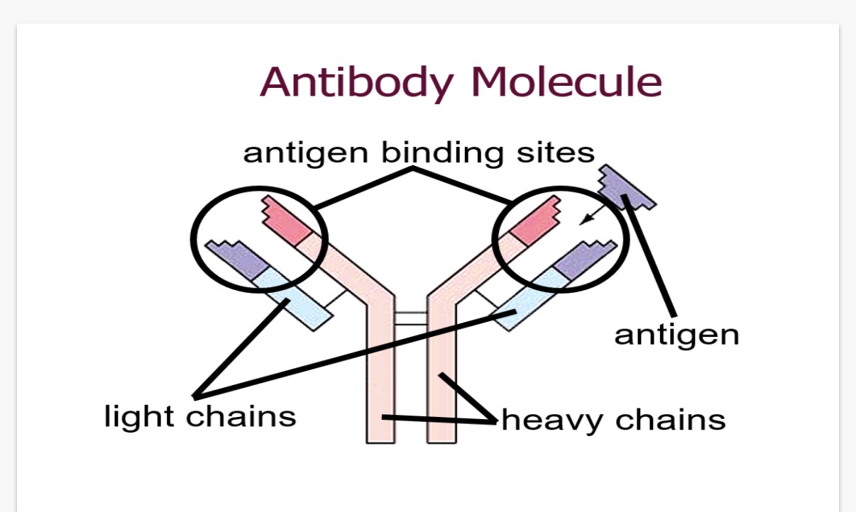 <p>L5:Antibodies</p><ol><li><p>How many polypeptide chains is an antibody made out of?</p></li></ol><p>2. What are the chains called?</p><p>3. How is an antibody able to bind to a specific antigen?</p><p>4. What is the difference between the constant and variable region of an antibody?</p>