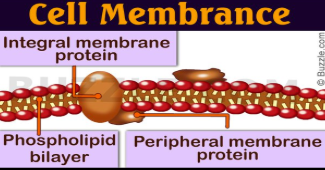 <ol><li><p>proteins that are attached to the <strong>inner</strong> or <strong>outer</strong> surface of membrane </p></li><li><p>they can be attached to <u>proteins or lipids</u></p></li><li><p>they are hydrophilic </p></li></ol><p></p>