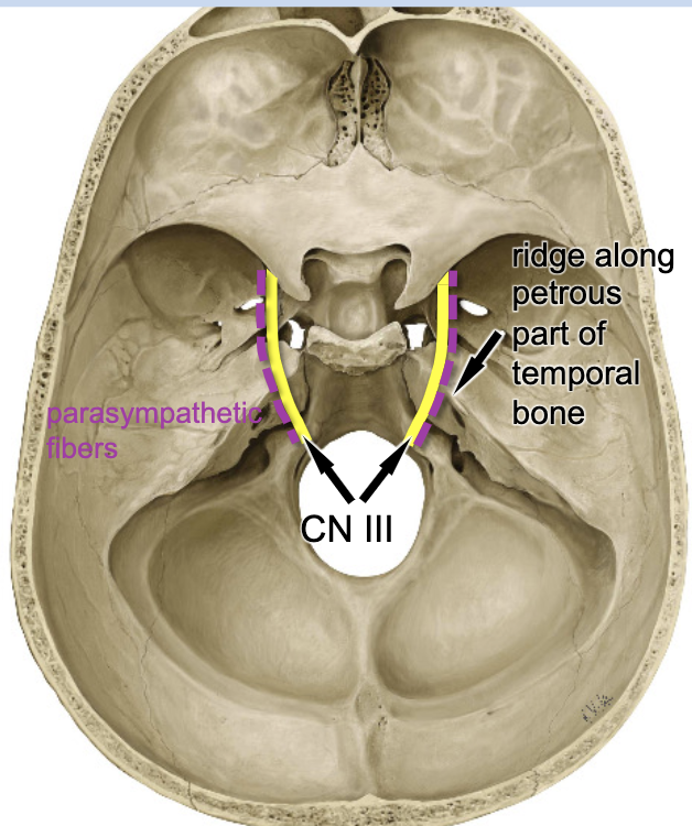 <p>ridge along petrous part of temporal bone</p>
