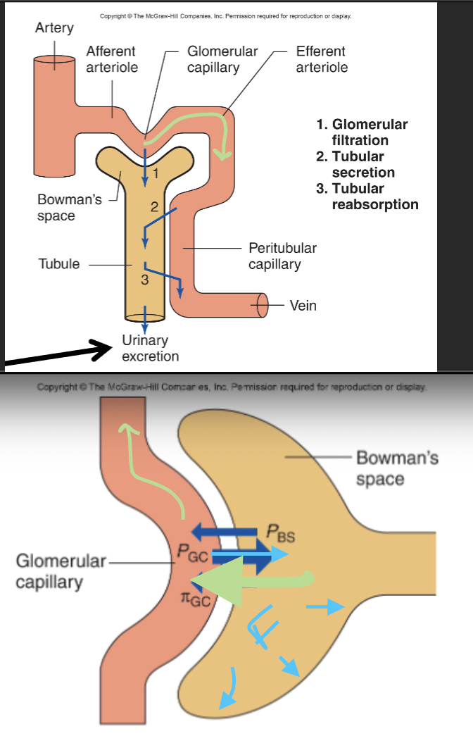 <p>B. Decrease</p><ul><li><p>Increased πGC draws more water back into blood ← , decreasing filtration.</p><ul><li><p><strong>this is due to πGC increases</strong>, that “pulling back” force becomes stronger.</p></li><li><p>So instead of fluid leaving the capillary into Bowman’s space, <strong>more of it is pulled back in</strong> to the blood and wont get filtered hence the big green arrow going to efferent arteriole</p></li></ul></li><li><p><strong>if πGC increases</strong>, less filtrate enters → <strong>PBS would decrease</strong>.</p></li><li><p>But technically, they are <strong>not directly generating</strong> each other — they are <strong>linked through filtration rate</strong>.</p></li></ul><p></p>
