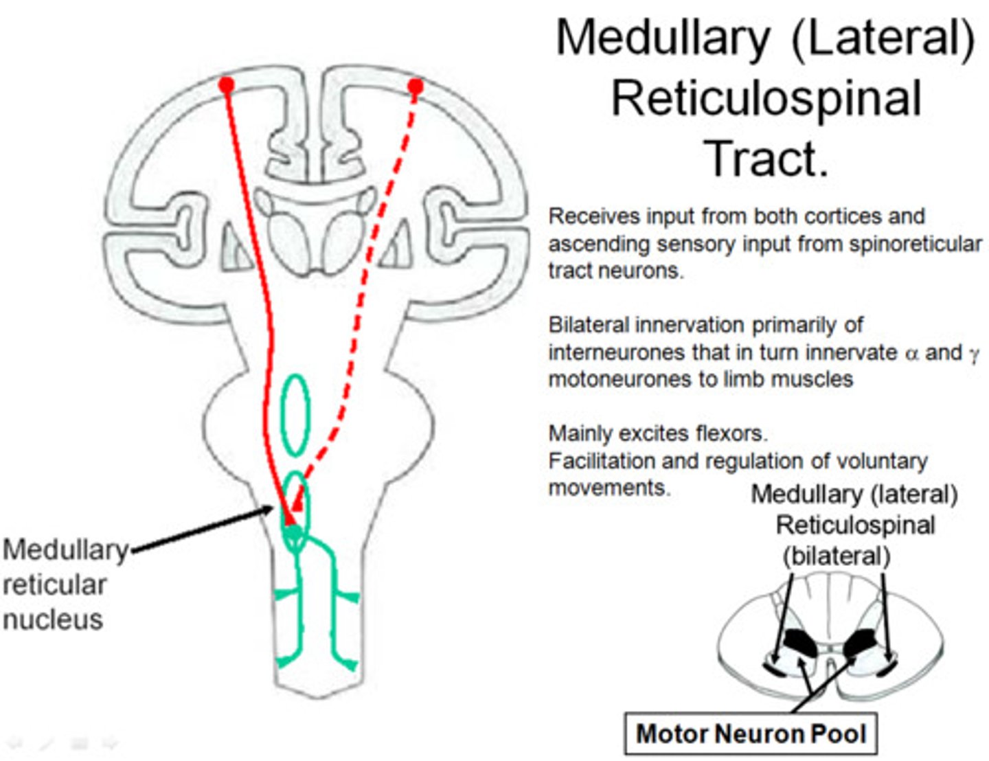 <p>A tract originating in the medullary reticular formation and terminating in the spinal cord; involved in the control of movement.</p>