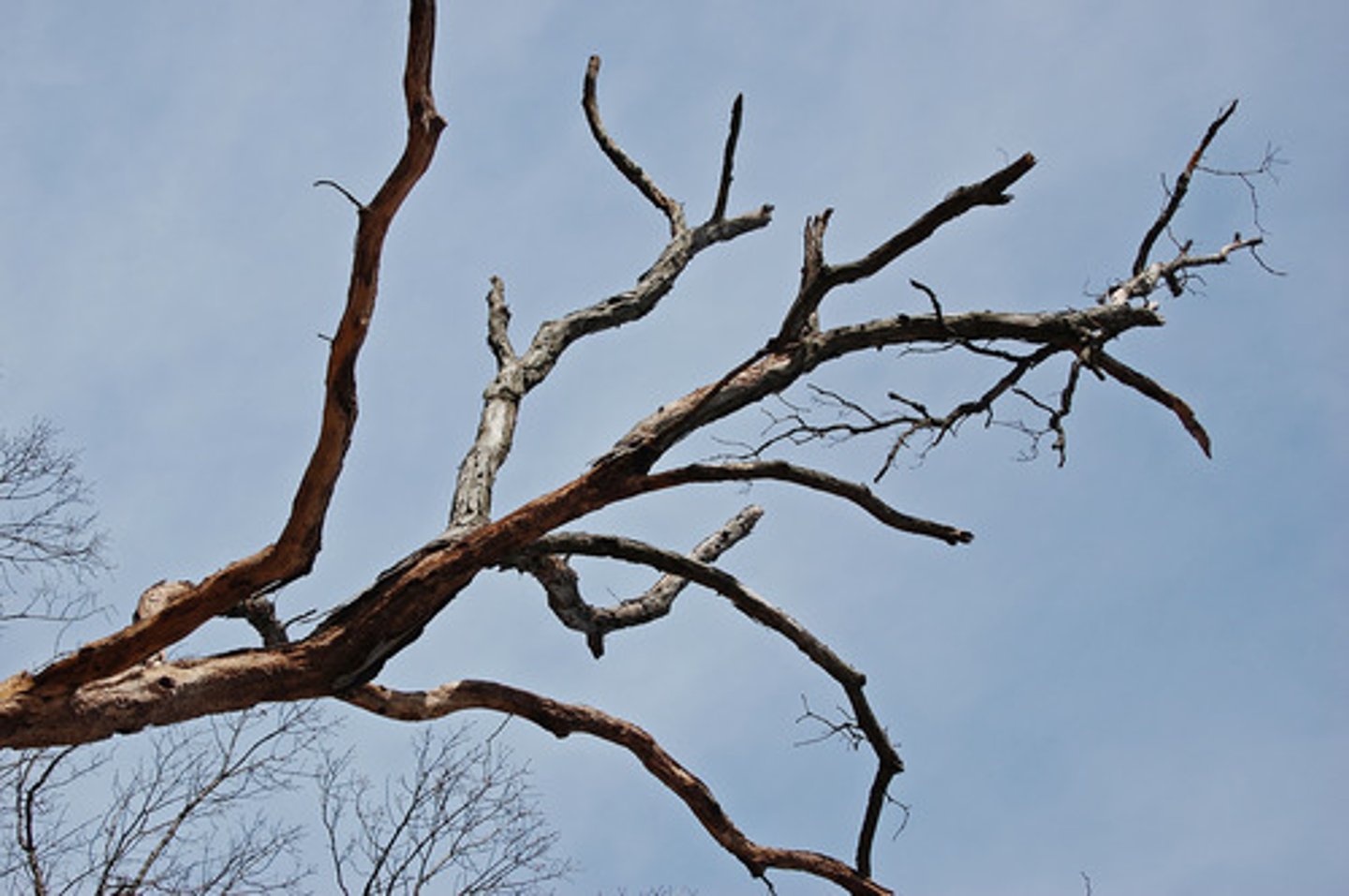 <p>branch, limb</p>