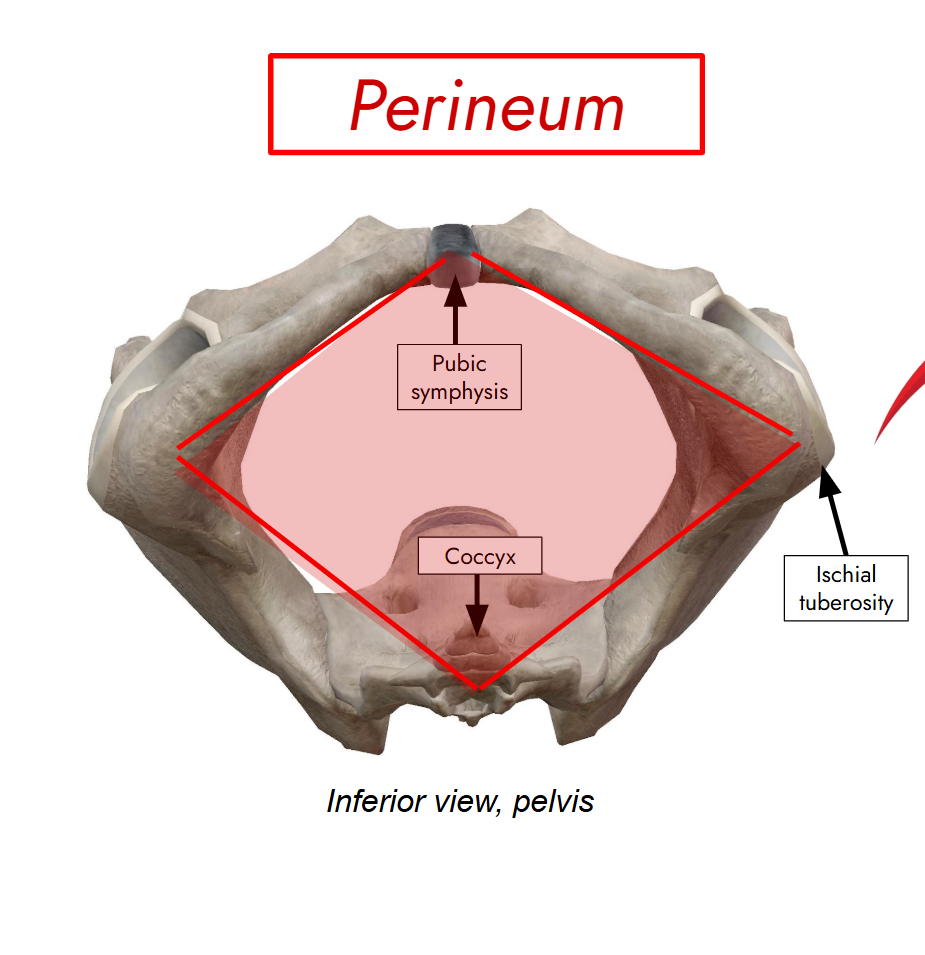 <p>area inferior to pelvic floor</p><p>divided into:</p><ul><li><p><strong>Urogenital triangle</strong></p></li><li><p><strong>Anal triangle</strong></p></li></ul><p></p>