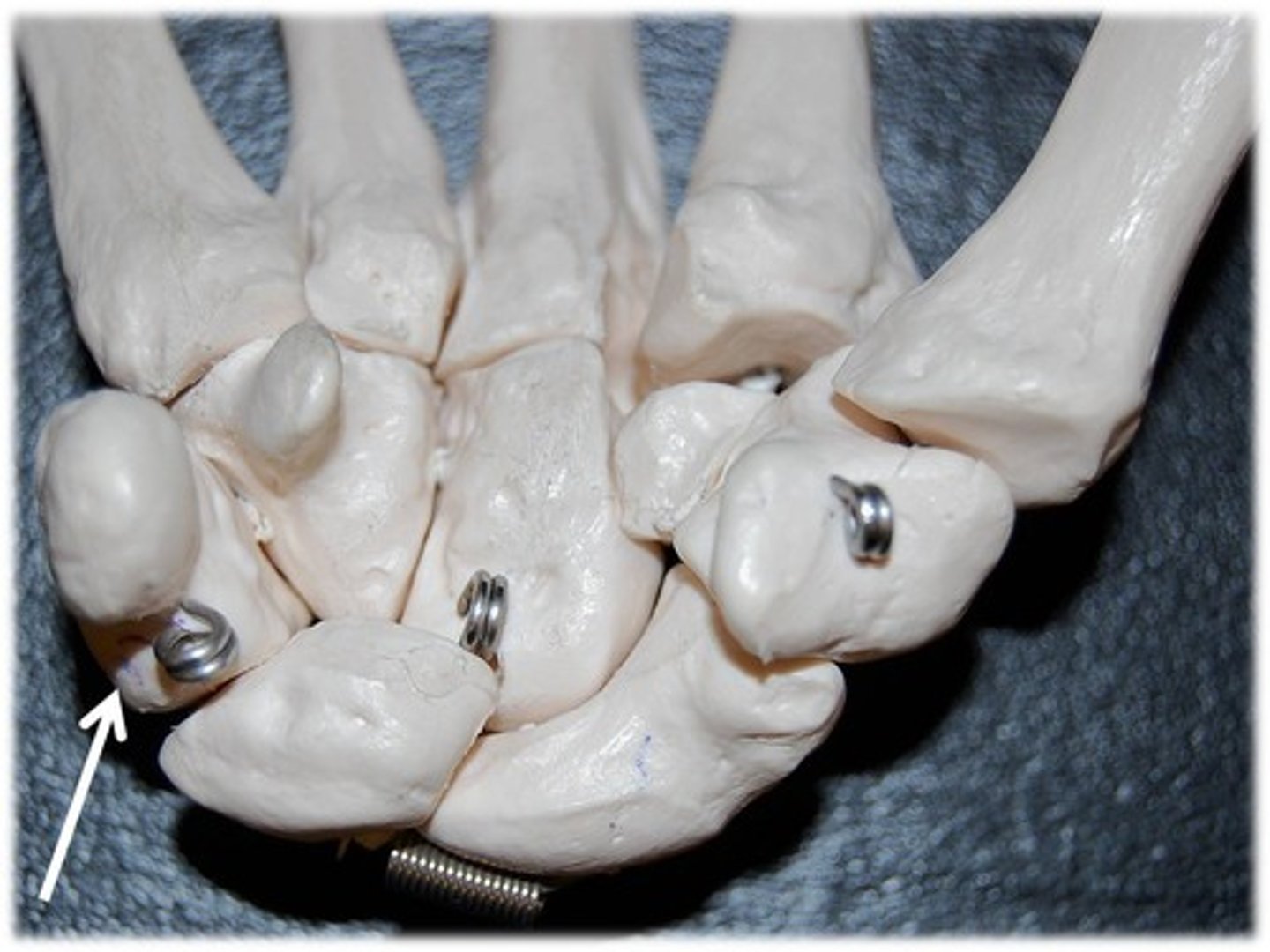 <p>- proximal row</p><p>- tiny wedge shaped bone</p>