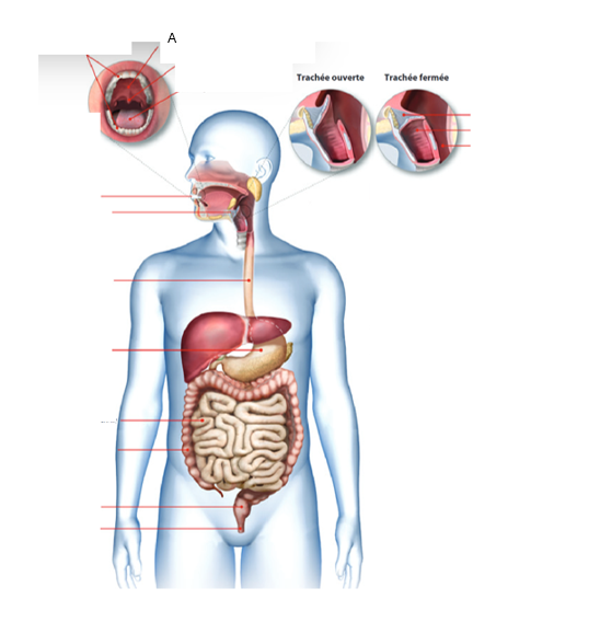 <p>À quel organe du tube digestif correspond la lettre A ?À quel organe du tube digestif correspond la lettre A ?</p>