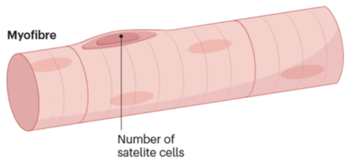 <p>Satellite cells reduced, that are for muscle maintenance and repair, in type II (fast) muscle fibres</p>