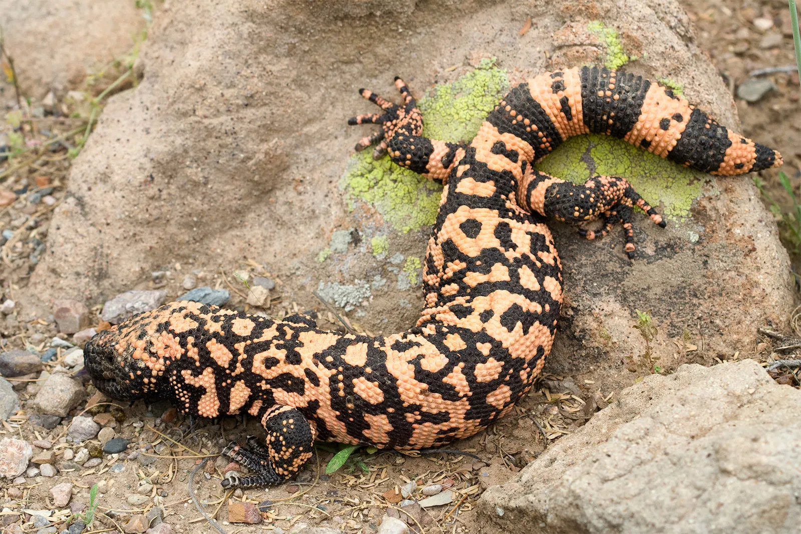 gila monster and mexican beaded lizard (anguimorpha)

\

1. short, blunt tails used for fat storage
2. heloderma venomous, venom glands are non-muscularized, located in the tissue alongside the mandible