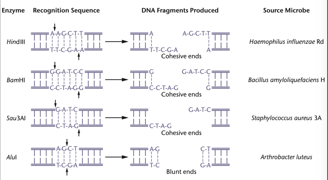 <p>4 examples of restriction enzymes &amp; source microbes</p>