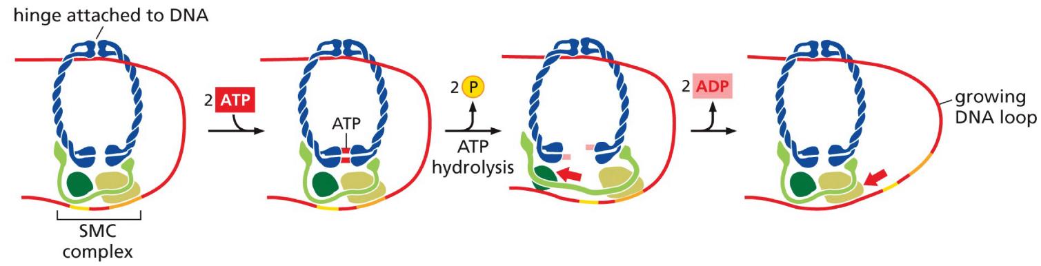 <p>Steps of SMC Complex ATP hydrolysis:</p><p>Hydrolyzes __ ATP</p><ol><li><p>hinge attaches to DNA, threads through SMC complex</p></li><li><p>2 ATP attaches to the ATPase domain end</p></li><li><p>hydrolyzes, releases 2 Phoshate ions</p></li><li><p>stretches region further down DNA, 2 ADP leave so it returns to original state, effectively inchworming down the line of DNA to create a loop between the ATPase domain and the hinge</p></li></ol><p></p>