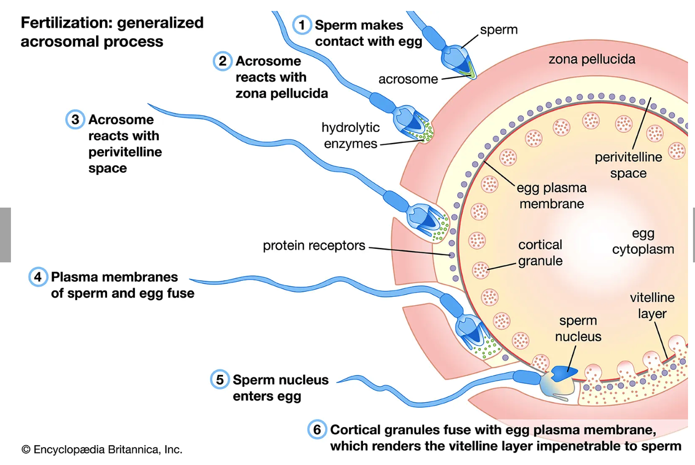 <p><strong>Sperm-Egg Association (Acrosomal Process)</strong></p><ol><li><p>Sperm makes contact with egg</p></li><li><p>Acrosome reacts with zona ______</p><ul><li><p>Releases _____ enzymes</p></li></ul></li><li><p>Acrosome reacts with ______ space</p><ul><li><p>_____ receptors</p></li></ul></li><li><p>Plasma _______ of sperm and egg fuse</p></li><li><p>Sperm _____ enters egg</p></li><li><p>_____ granules fuse with egg plasma membrane (exocytosis) which renders vitelline layer impenetrable to sperm</p><ol><li><p>This creates a hardened vitelline layer and prevents ______, or fertilization by multiple sperm cells</p></li></ol></li></ol>