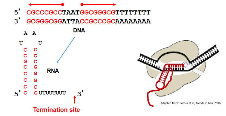 <p>DNA template contains GC rich inverted repeats followed by about 8 A which creates a hairpin loop in the RNA strand. This stalls the RNA polymerase and destabilizes the 5’ end of the hybrid RNA RNAP complex. The RNA/DNA duplex (AU bonds) is weakened so RNA transcript is released.</p>