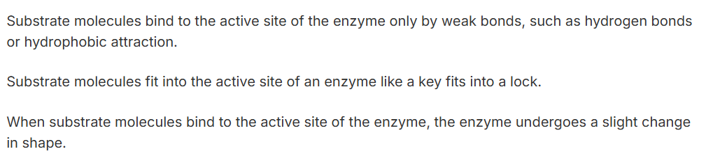 <p>Which statement about the binding of enzymes and substrates is correct?</p>
