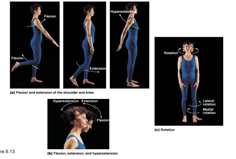 <p>BODY MOVEMENTS</p>