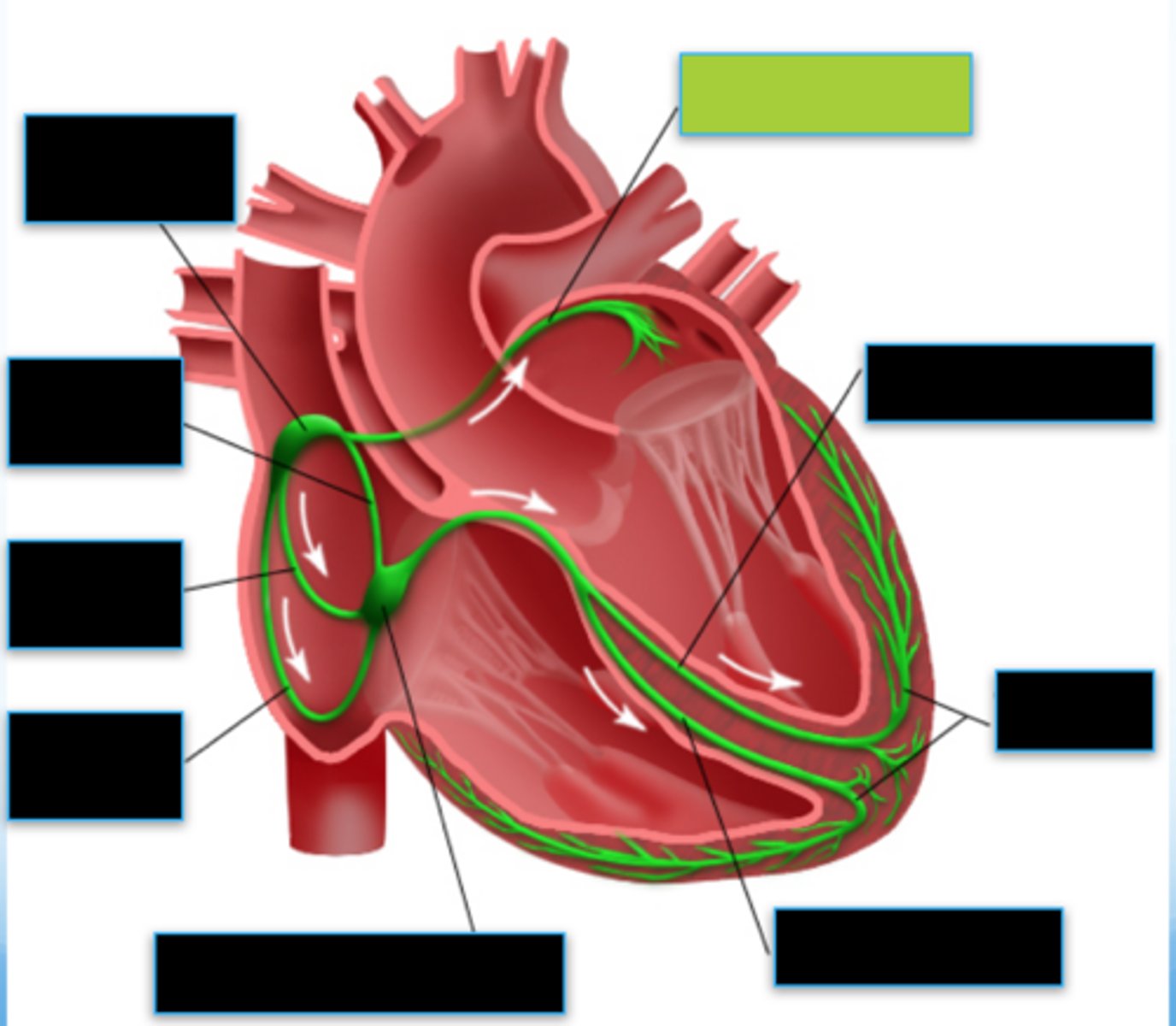 <p>The ♡'s electrical conduction system part that ensures both atria depolarize simultaneously</p>