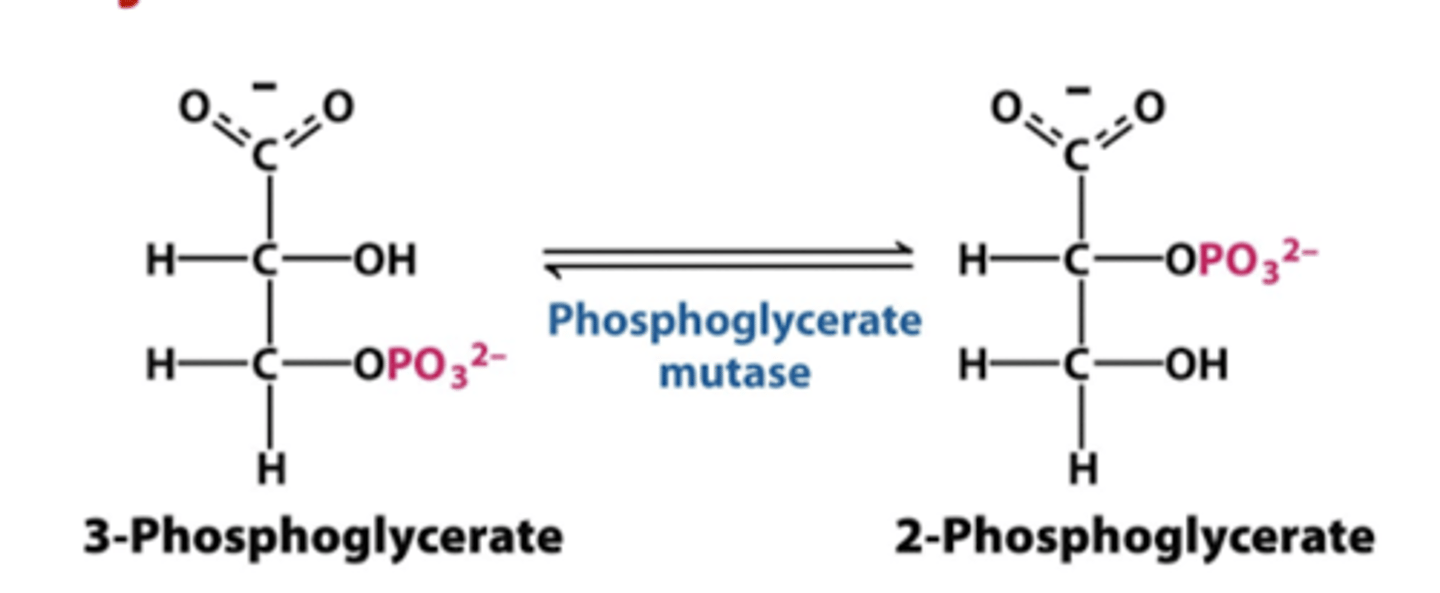<p>phosphoglycerate mutase</p><p>-3 phosphoglycerate into 2 phosphoglycerate</p>