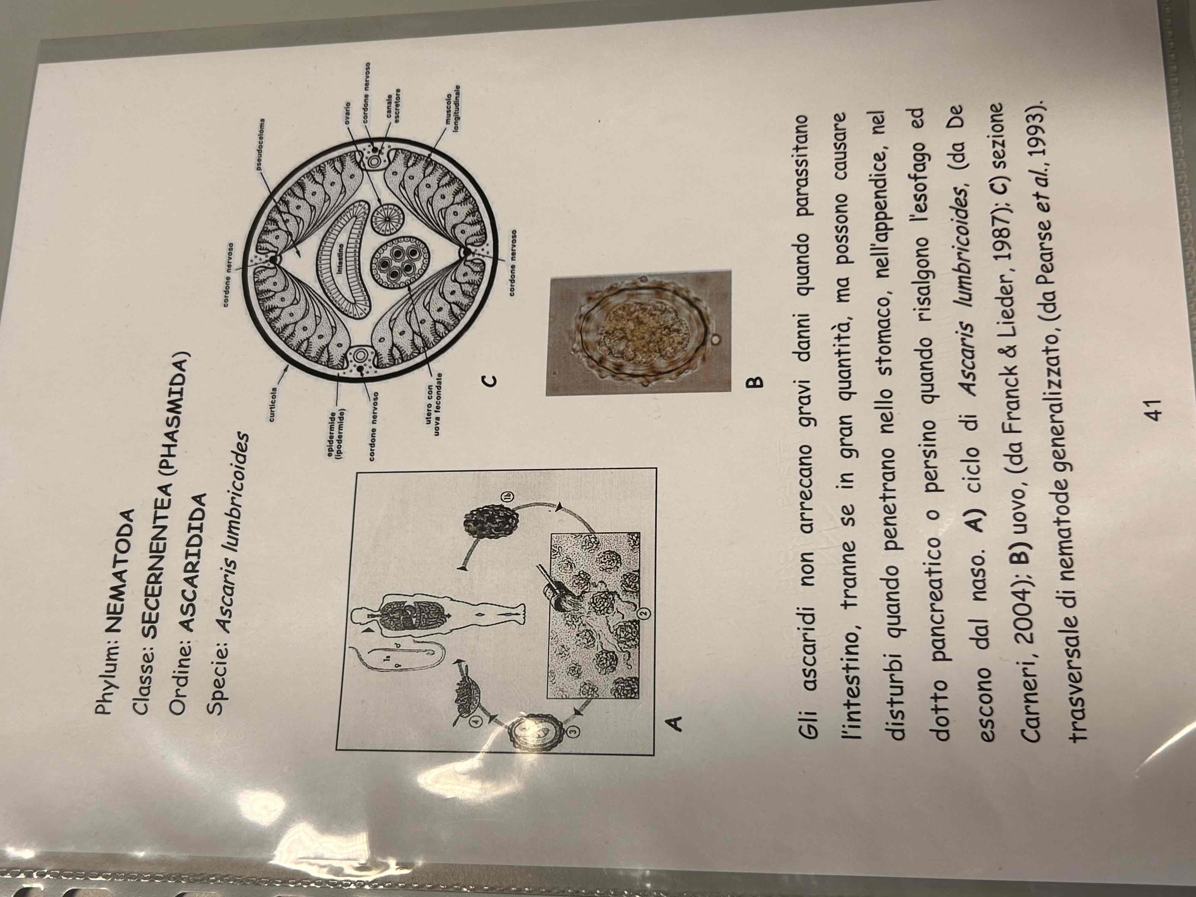 <p>Ascaris lumbricoides</p><p>(Uova)</p>