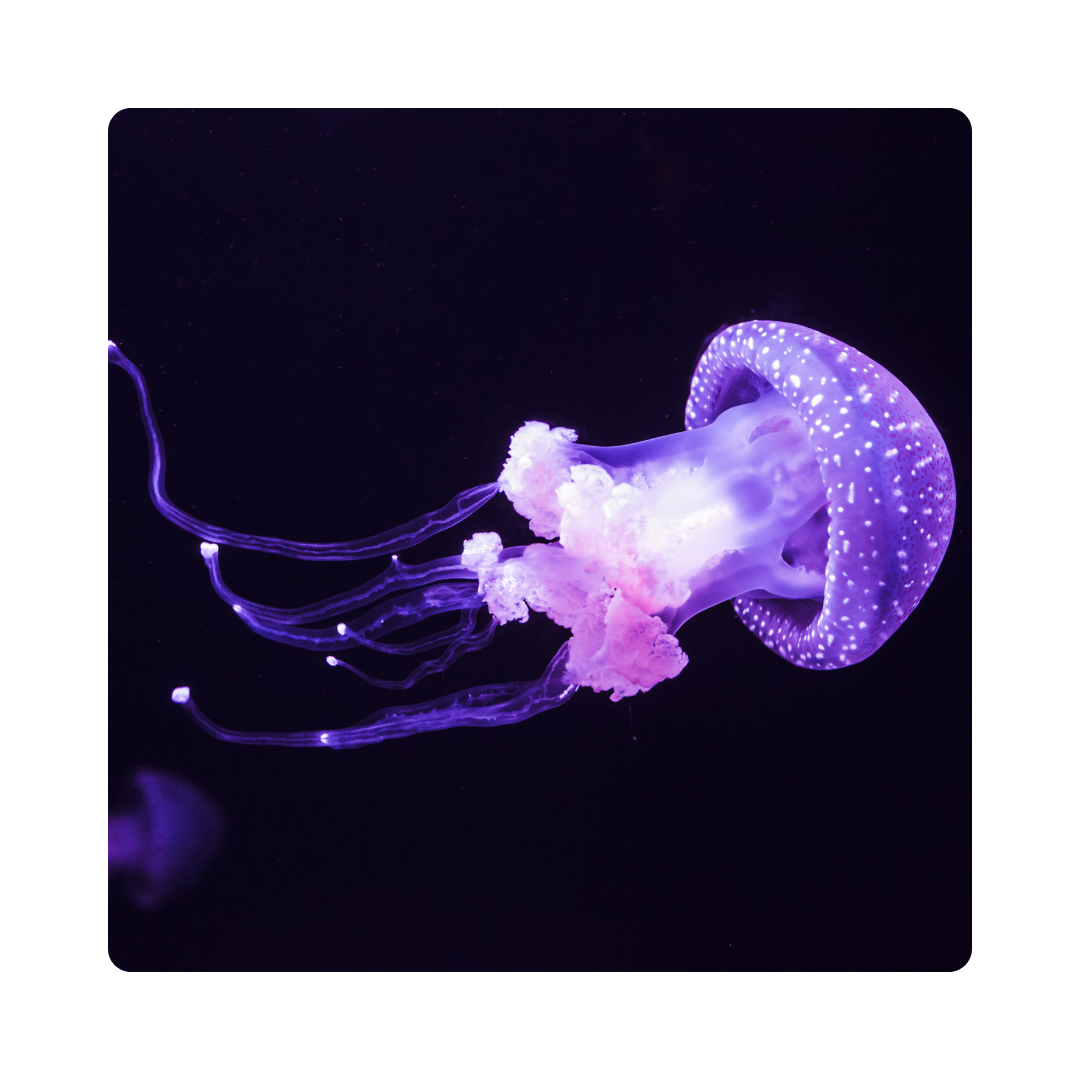 <p><span>Octopuses use their </span><strong>tentacles</strong><span> to grab food.They are also used for exploring their environment. </span></p>