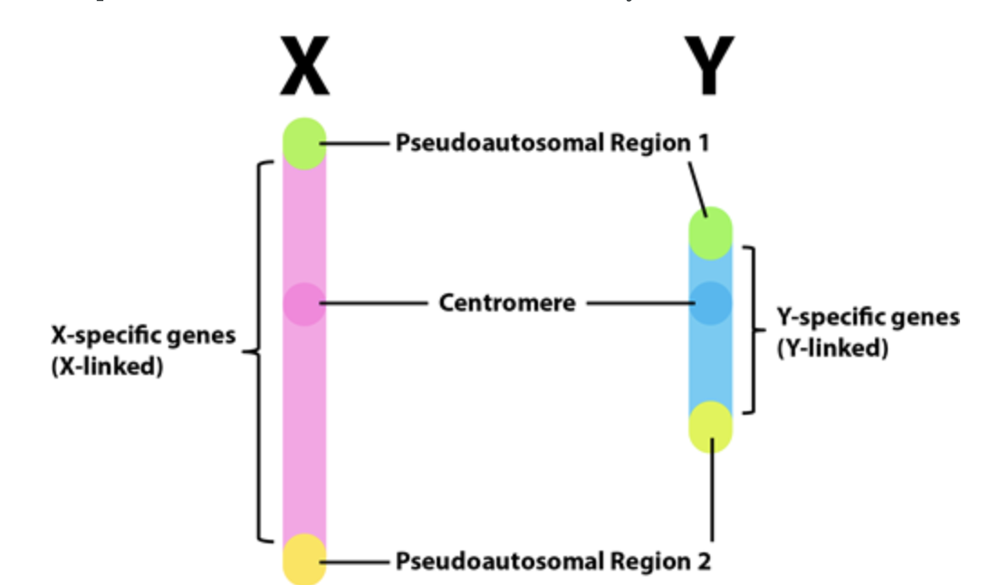 <p>Homologous regions on the X and Y chromosome (at the tips) that match to allow for the sex chromosomes to pair up</p>