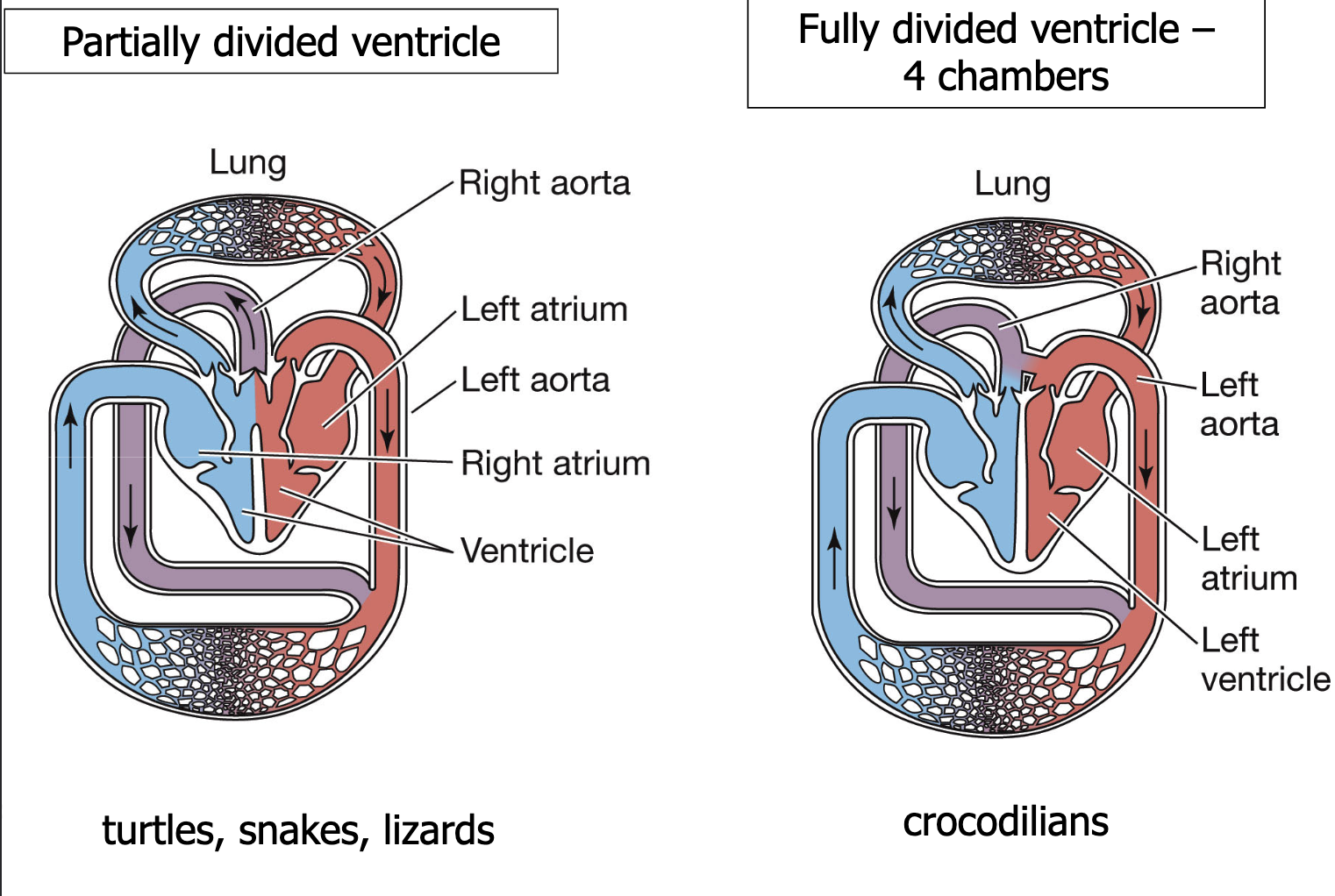 <p>partially divded ventricle vs fully divided</p>